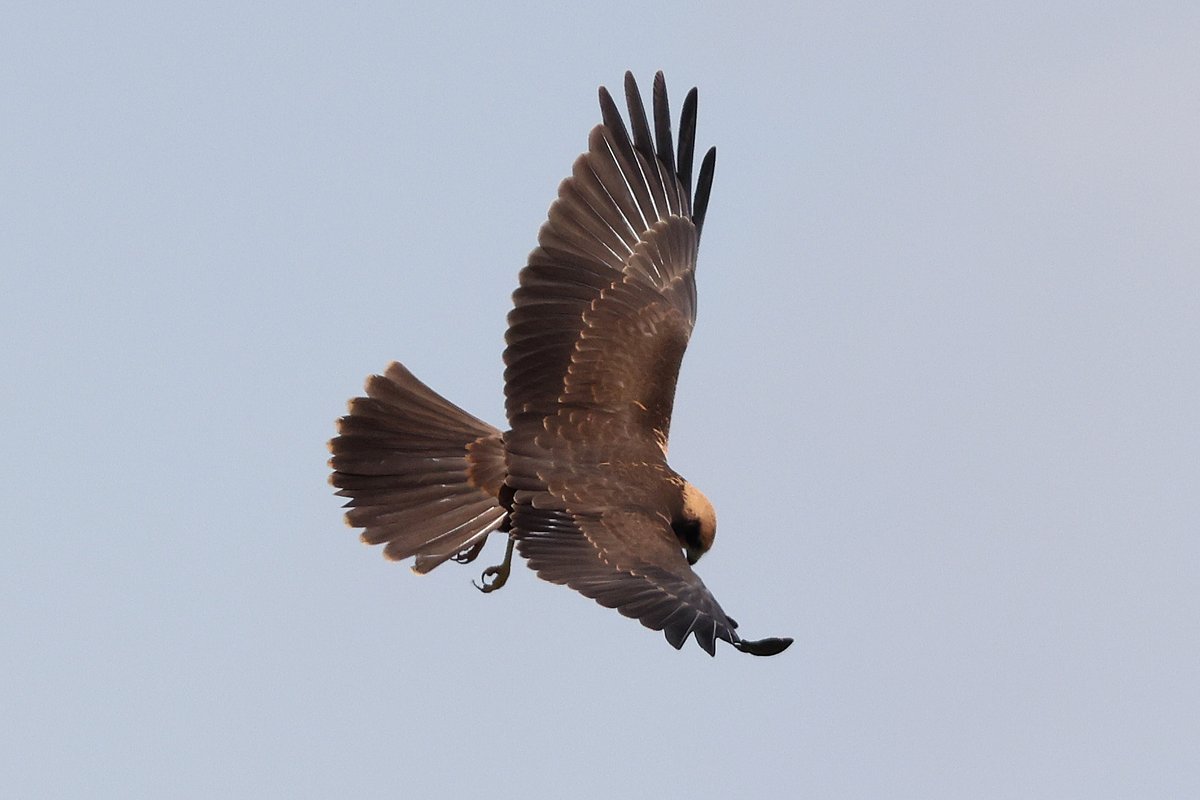 Juvenile Marsh Harrier showing pale tips to the wing coverts and tail feathers.