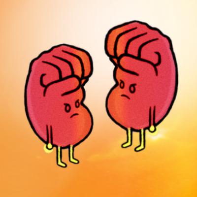 AnaNaidas's tweet photo. The kidneys are joining... https://t.co/COw7X0Go9M