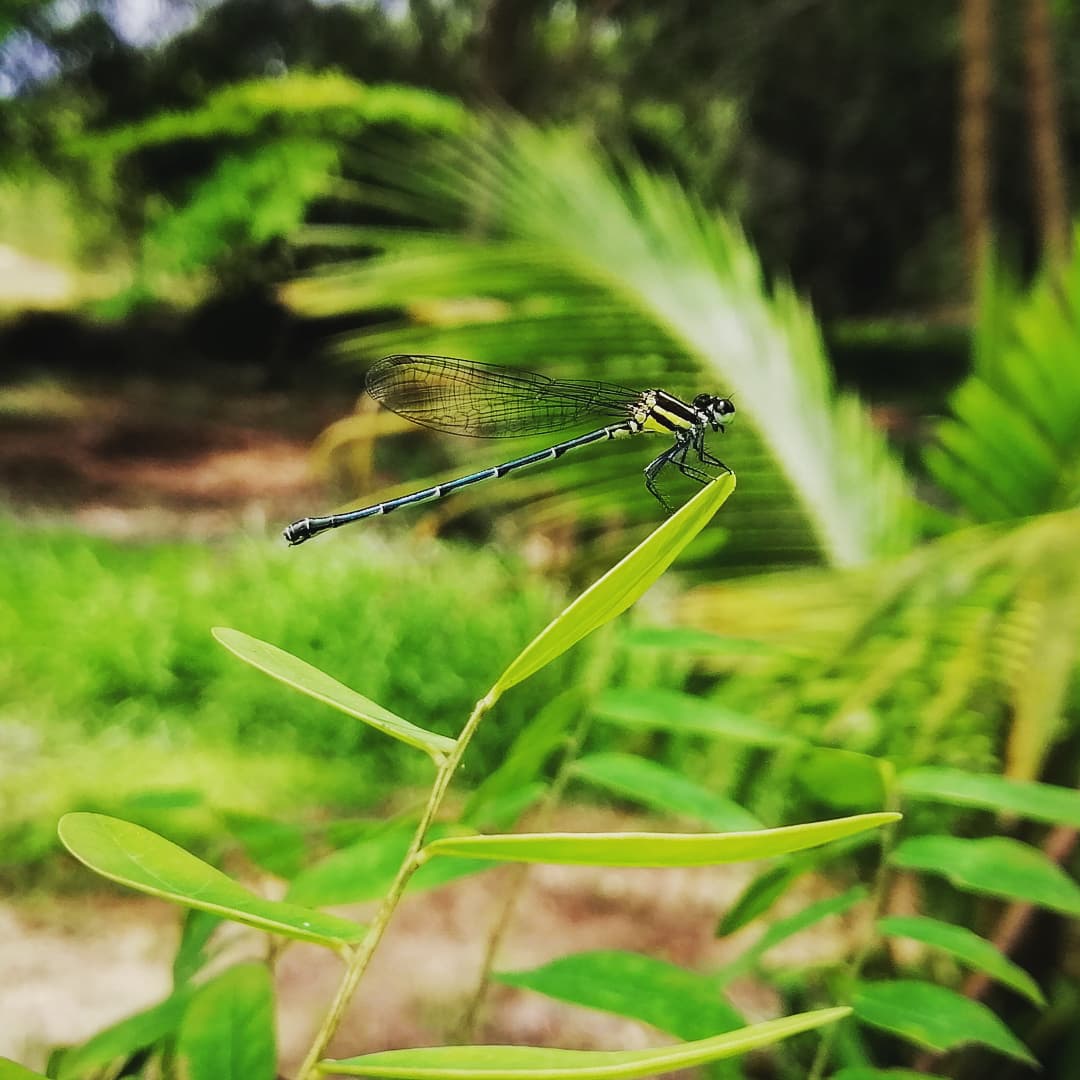 Butterfly Paradise tweet media