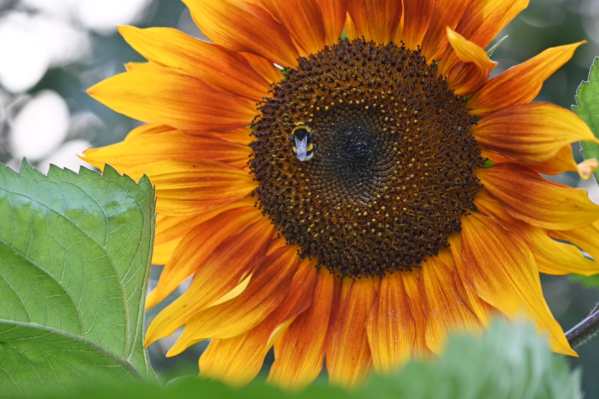 Nieuwe camera gekocht #nikonz50
Macrolens past gelukkig. En foto’s zo super scherp. Zonnebloem als model. Gisteravond rond 21.00 gefotografeerd. 🤩