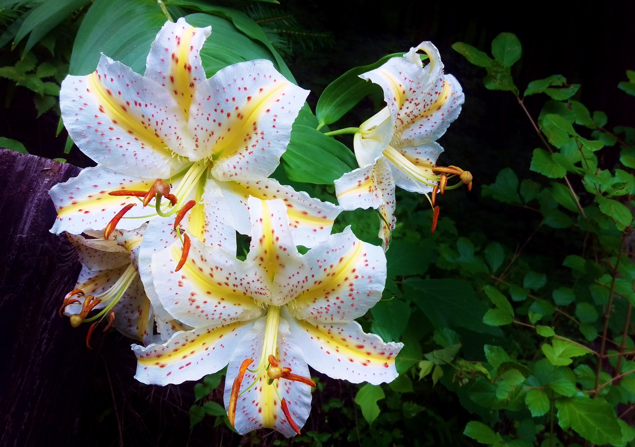 تويتر 花 على تويتر 節制や不屈の精神 自由 荘厳 といった理念を 理解することがなければ 決して音楽家にはなれない プラトン 紀元前4世紀 古代ギリシャの哲学者 今日の誕生花 山百合 花言葉 荘厳 4時 ﾔﾏﾕﾘ ﾅｴ 花が好きな人と