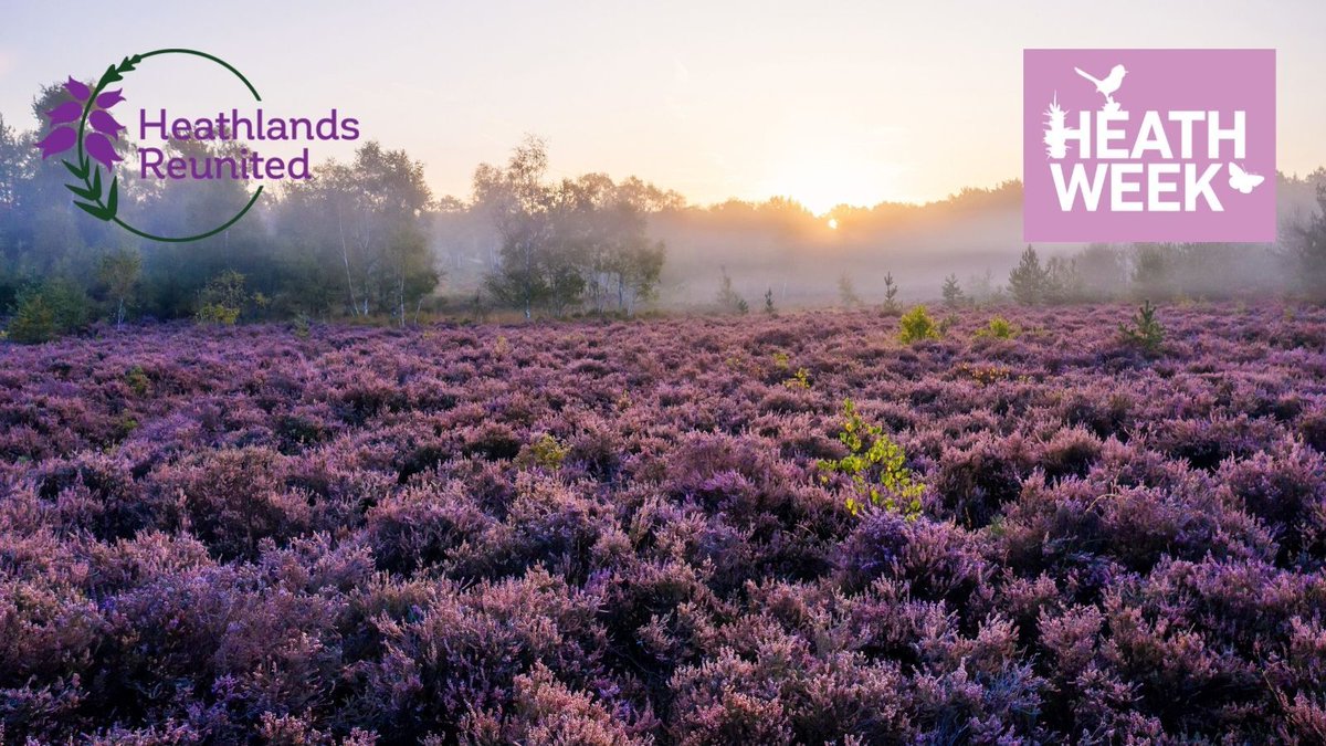 sdnpa's tweet image. Who&apos;s ready for #HeathWeek2021?  

We are raring to go at Heathlands Reunited! 

There are still some spaces available to book on our live events, or follow us on social media.  

More details &amp;gt;&amp;gt;&amp;gt; buff.ly/3yqyLUM  

#HeathlandsReunited #HelpTheHeaths #HelpYourHeaths