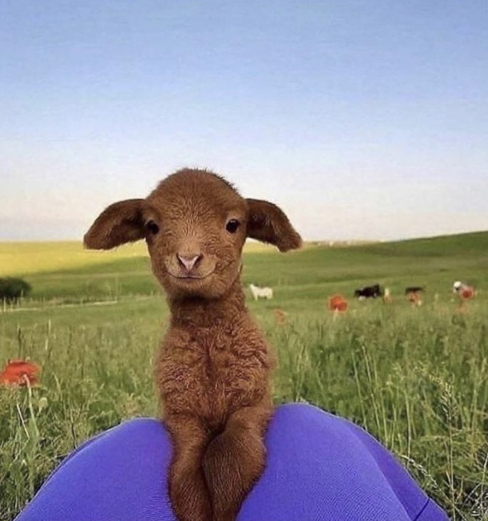 vibgyorinrain's tweet photo. Am i not cute?
Why you slaughter me?
Where are our saviors @PetaIndia and @peta? Please speak up and save us.
#JusticeForGoats
#BakraLivesMatter https://t.co/VyRTEZuebL