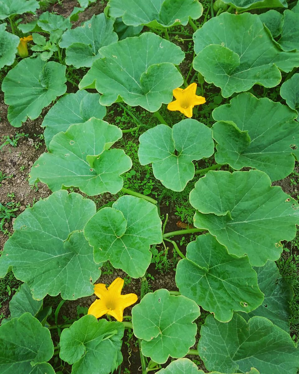 高田義勝 鬼北印のさむそん野菜 有機栽培 有機jas認証 38年間農薬 化学肥料不使用 على تويتر カボチャの葉も食べられているのをご存知ですか 韓国では カボチャの葉っぱにご飯を乗せて その上に焼肉などを乗せて食べるそうです カボチャ 野菜 野菜 高田義勝 鬼北印のさむそん野菜 有機栽培 有機jas認証 38年間農薬 化学肥料不使用 على تويتر カボチャの葉も食べられているのをご存知ですか 韓国では カボチャの葉っぱにご飯を乗せて その上に焼肉などを乗せて食べるそうです カボチャ 野菜 野菜