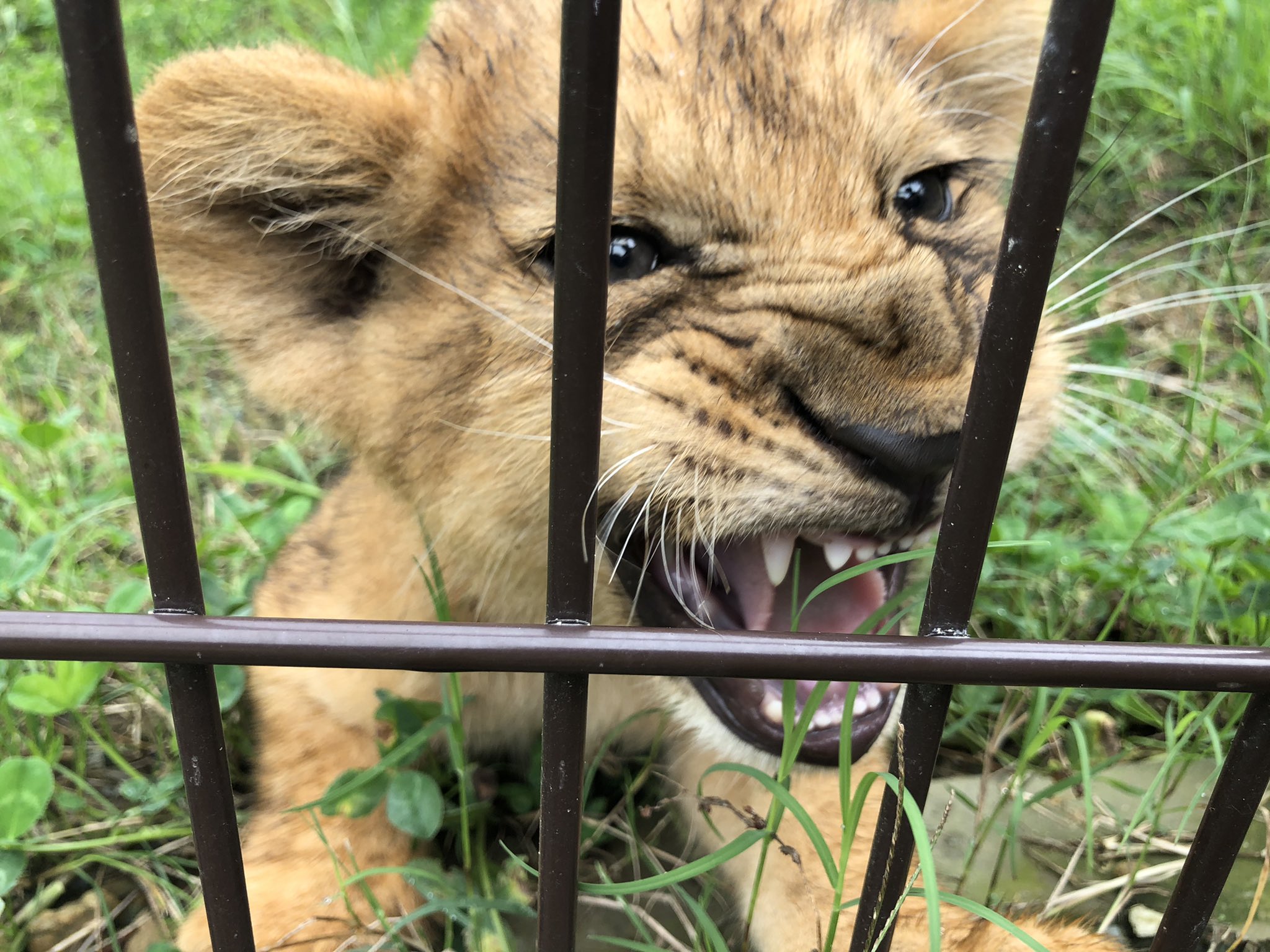 豊橋総合動植物公園 のんほいパーク ライオンの赤ちゃんはシルクと一緒に サブ運動場に出ています 午前中のみ外に出ております 子供ながらオスライオンらしい顔もする様になりました 豊橋 動物園 のんほいパーク ライオン アース シルク
