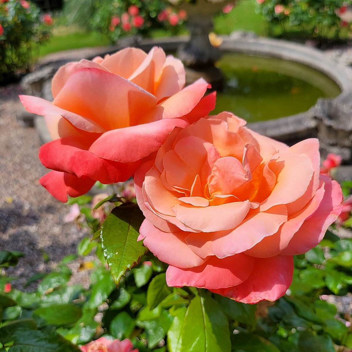 Especially for you 🌹
#artinnature
#naturesart
#roses
#rosecircle
#rosegarden
#roses
#countryhousestyle
#warwickshire
#flowers