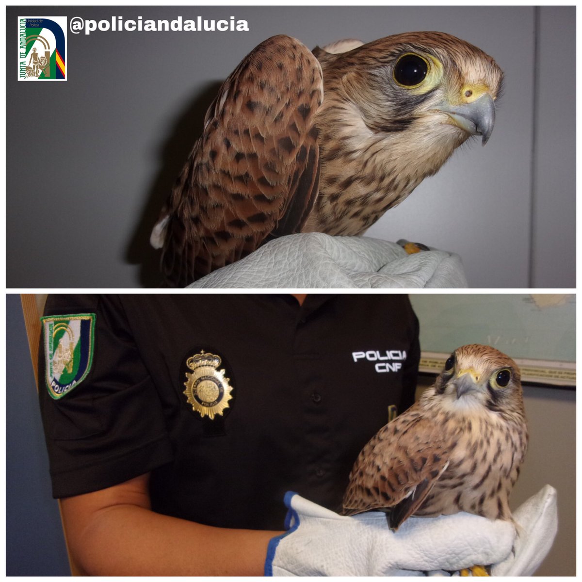 policiandalucia's tweet photo. Gracias a la #ColaboraciónCiudadana vecinos de #OluladeCastro (#Almería)encuentran un cernícalo vulgar🦅que se había estrellado

▶️Entregado a #PolicíaAndalucía✅ 

▶️Traslado a clínica veterinaria #LosMolinos, entidad colaboradora del #CREA “Las Almohallas” para su recuperación https://t.co/znR8tctpzM