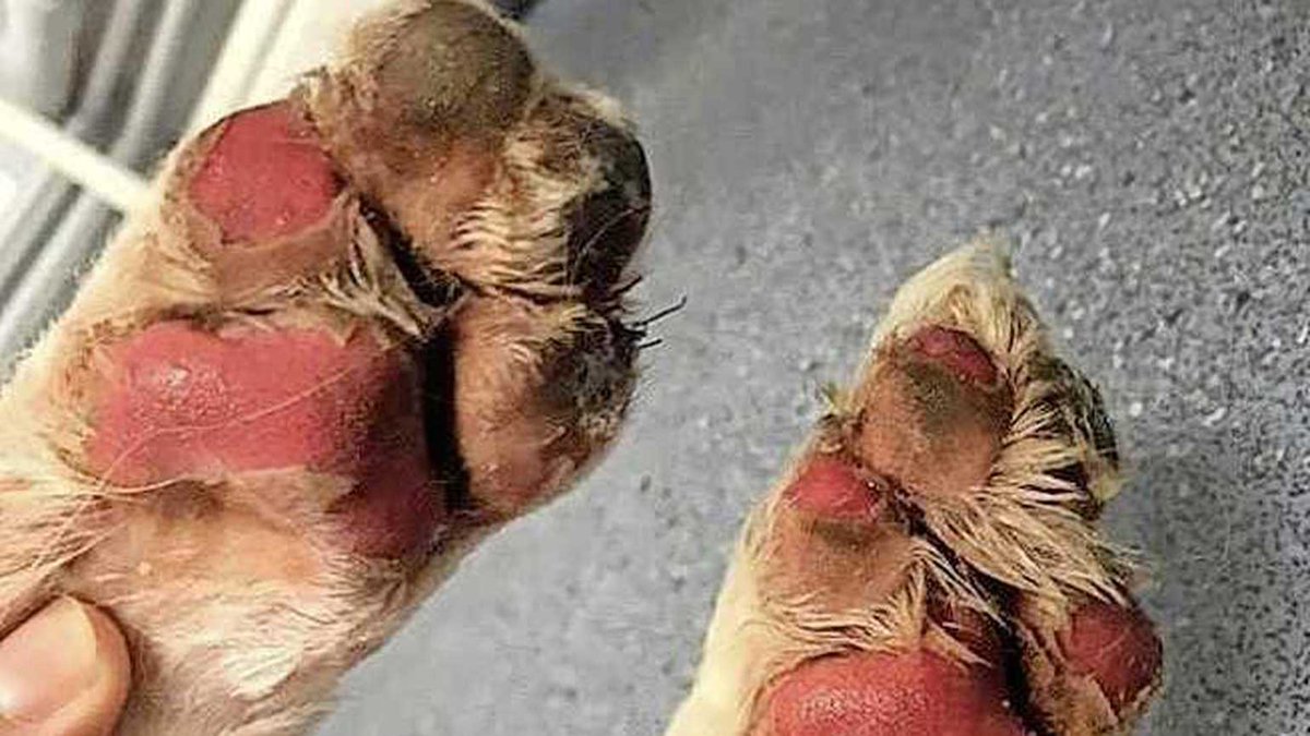 Pol_DWRotterdam's tweet image. LAAT UW HOND NIET IN DE AUTO!

Ook of misschien juist als U op vakantie bent, behoeft Uw hond de nodige zorg. laat hem niet in de auto, ook niet voor even. Let op het lopen op het asfalt. Dit kan erg heet zijn en zwaar letsel veroorzaken.
Namens ons, fijne vakantie!