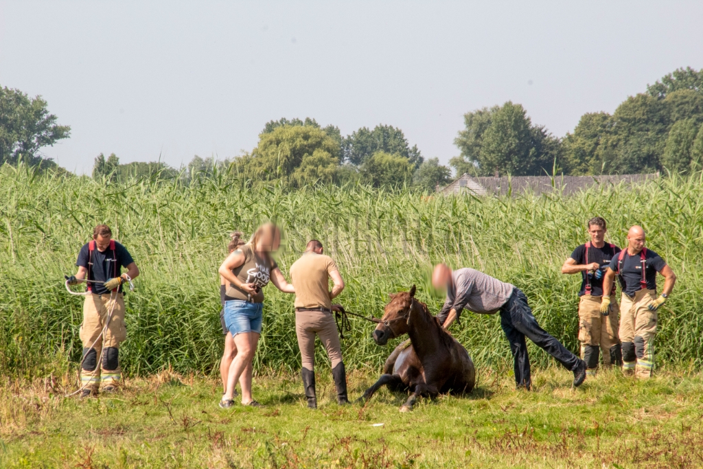 Schiedam - Flinke klus voor brandweer om paard uit de sloot te krijgen: ?
