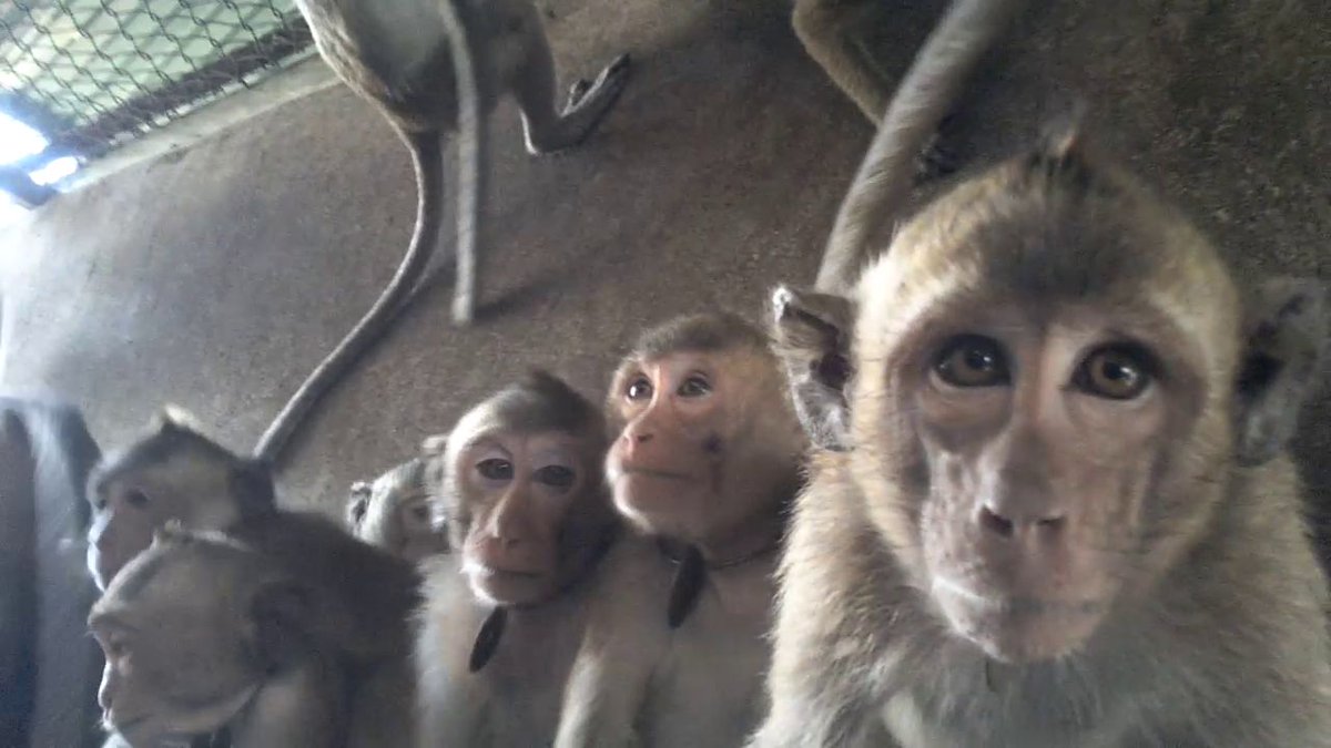 Long-tailed macaques on Cambodian monkey farm; credit Cruelty Free International
