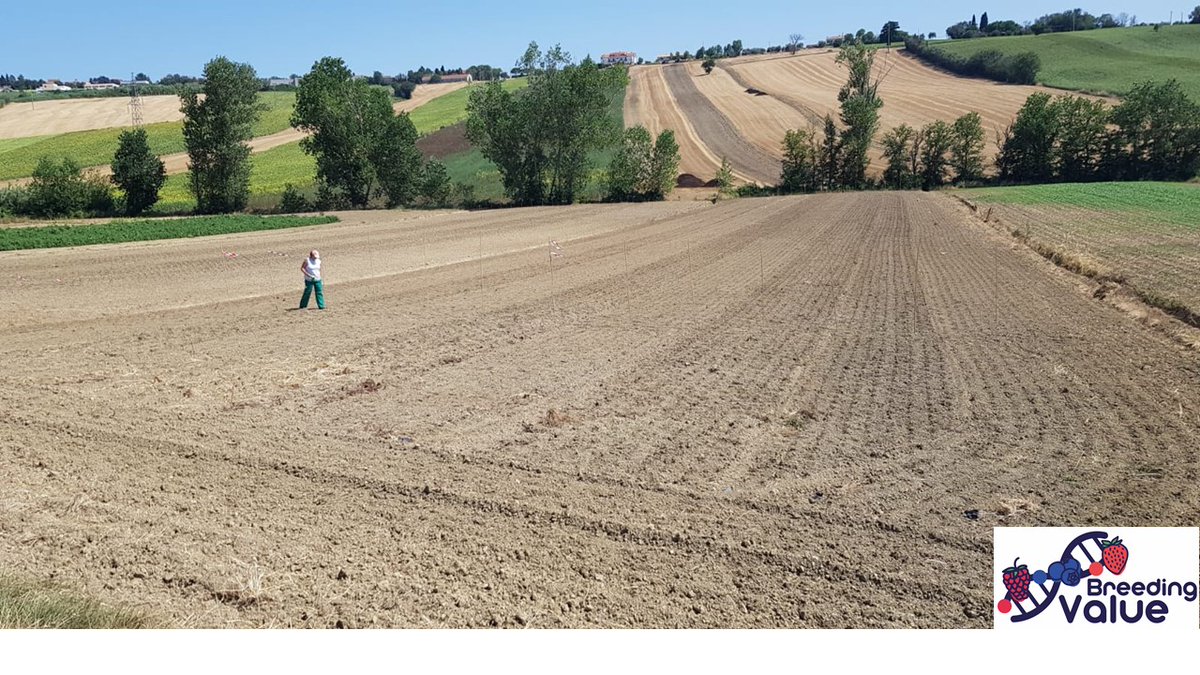 Bruno Mezzetti tweet media