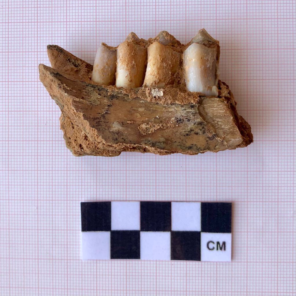 ⛏ NUEVO HALLAZGO ⛏
•
Hoy hemos encontrado esta fantástica pieza. Se trata de un fragmento de mandíbula de ciervo juvenil 🦌

En ella se pueden observar cuatro piezas dentales en buen estado de conservación. A través de estos se estima la edad del animal.

¡Seguimos trabajando!