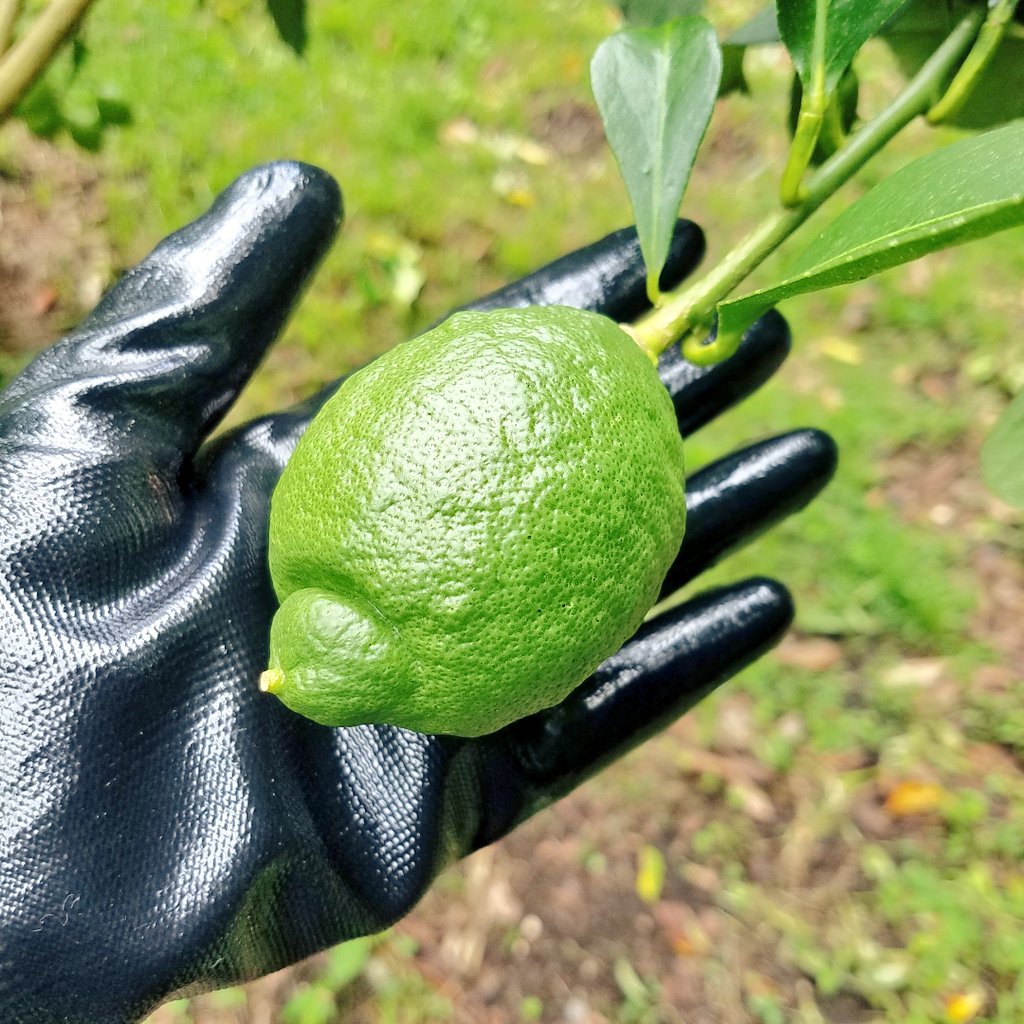 優果園 レモン農家 時々handmade 左 リスボン ずんぐりした形と おしりの凹みが特徴 収穫間近です 右 マイヤーレモン オレンジとの交配で つるんとした果皮が特徴 今年3月に植え付けた 苗木ですが もう実をつけました 本来は木