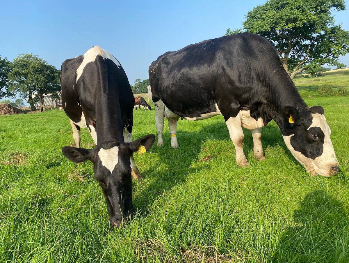 We’ve got a whole herd of happy, shiny, healthy girls here at a Breworth. Took a little minute out to appreciate how far we’ve come here since November 2020, couldn’t be happier with our girls 🐮. #dairy #farm #cow #lancashire #breworth #teamevo