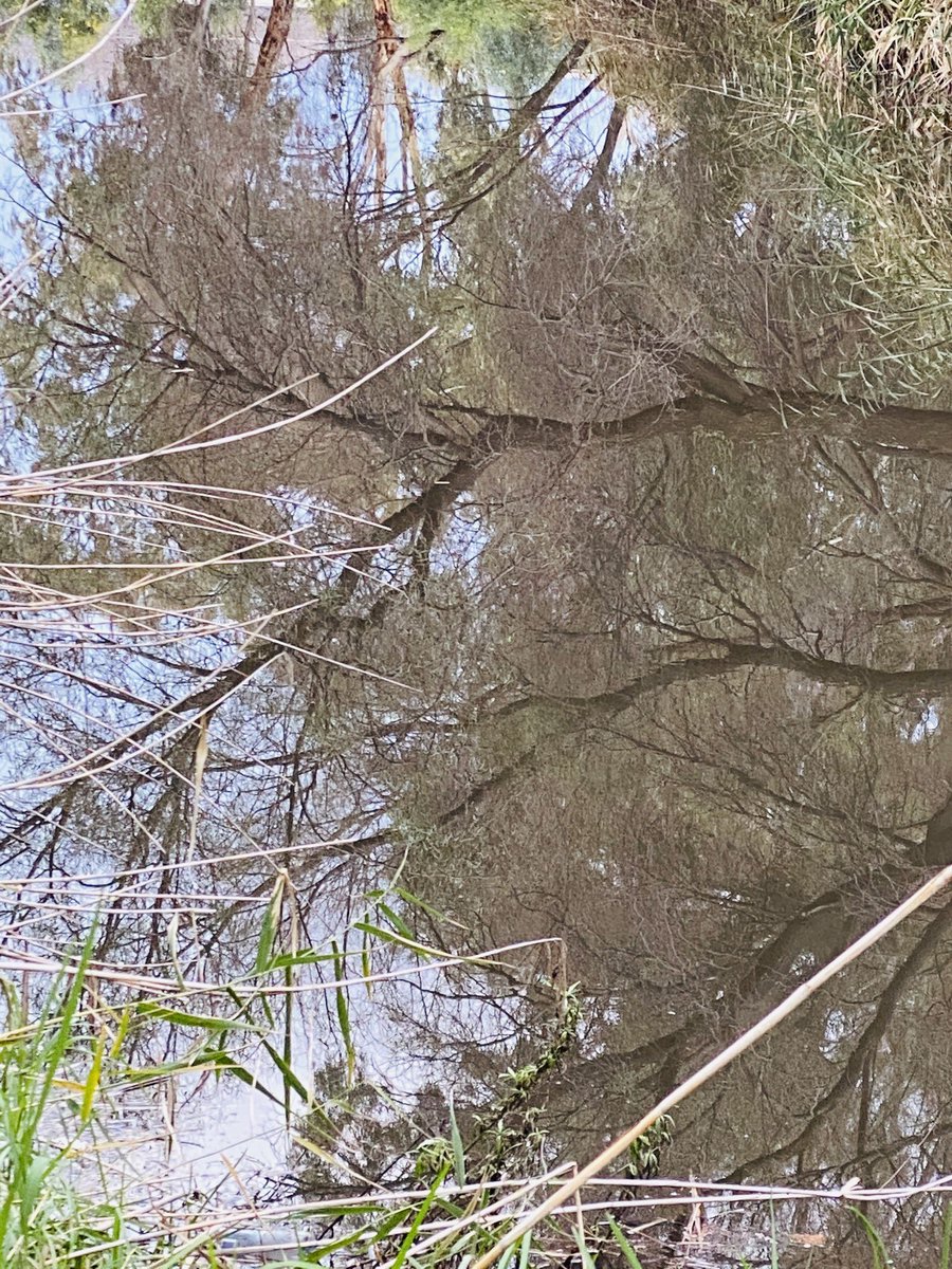 Reflection Photography 
📷 by me
#myphoto #photograghy #water #reflection #reflectionphotography  #winter #river #riverphotography