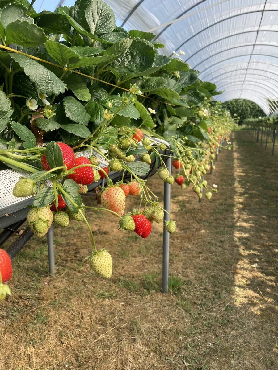 Early start at @NIABEMR for @FruitFocus event 🍒🍓🍎🍏 @FMCAgroUK