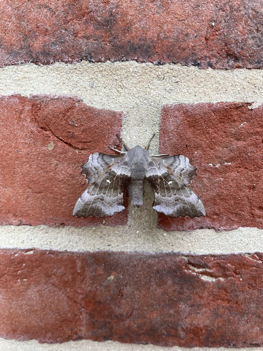 khaywardphoto's tweet photo. Are there any moth experts who can help me identify this beauty?? #mothidentification https://t.co/GPUQe7j1q0