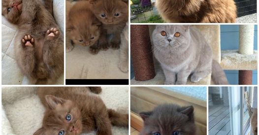 Kater Kito & Kaba tweet media