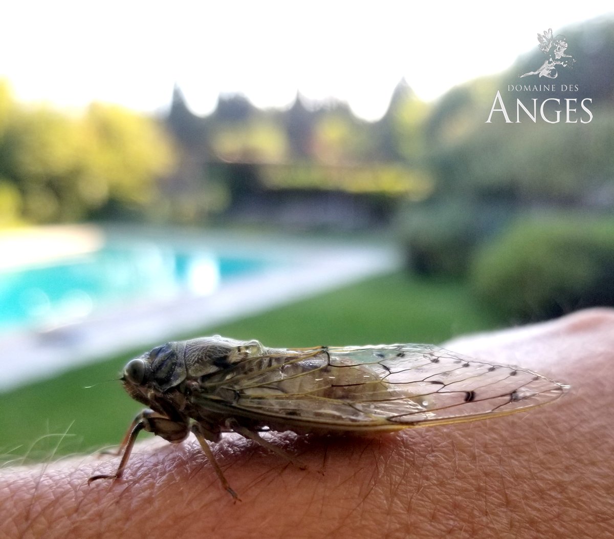 Apparemment, nos vacanciers ne sont pas les seuls à apprécier la piscine du Domaine des Anges...les cigales aussi.😍

#domainedesanges #mormoiron