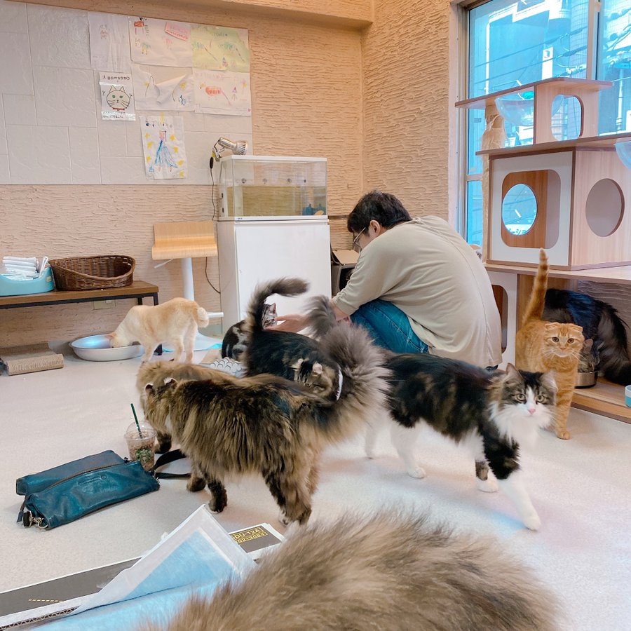 22年版 蒲田でおすすめの猫カフェ3選 猫カフェナビ