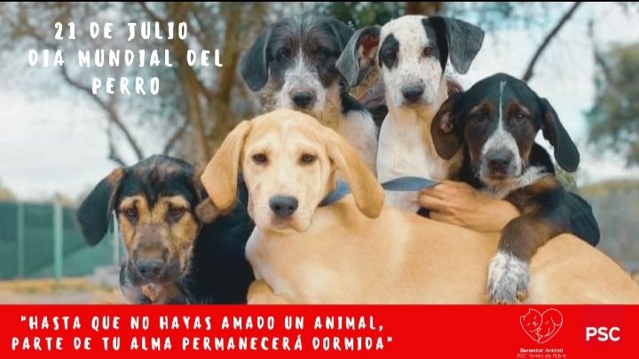 21 de julio, Feliz Dia Mundial del Perro
#DiaMundialDelPerro #AdoptaNoCompres #NoAlMaltratoAnimal