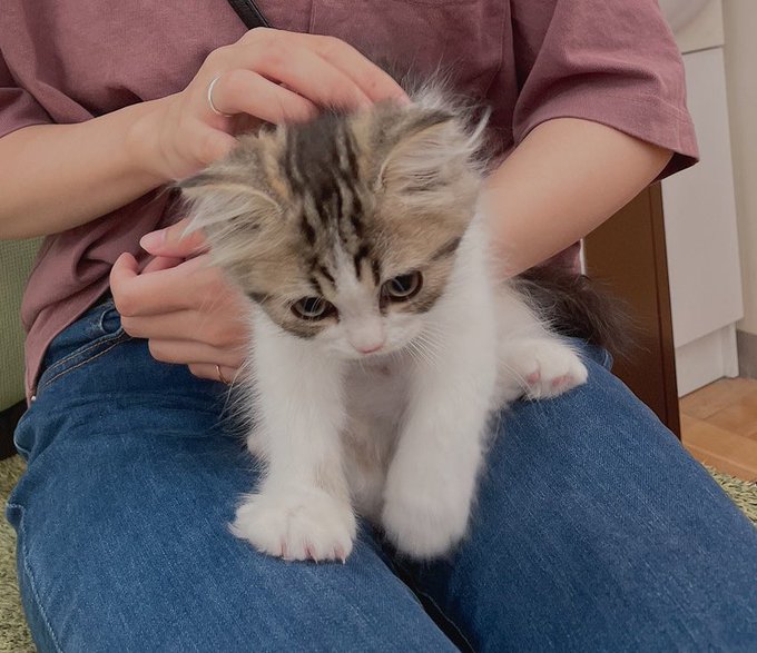 ねこ、飼いました 