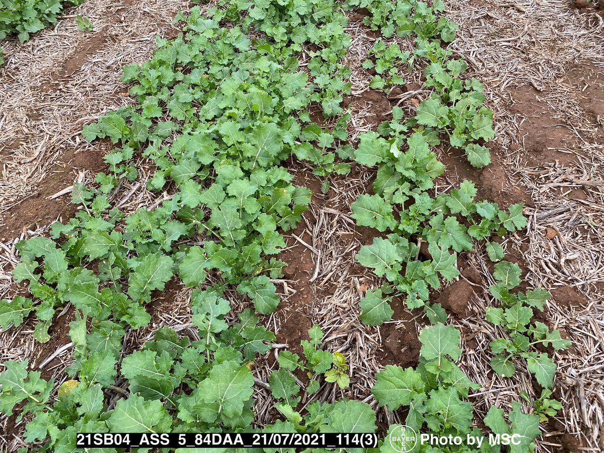 Good results starting to be seen in the Canola timing trial at <a href="/MidNorthHRZ/">Mid North HRZ</a> . As expected the combination of Pre E and in crop Roundup Ready PL application are looking good. Come and have a look for yourself at the <a href="/MidNorthHRZ/">Mid North HRZ</a>  winter walk on Friday 30th July. #BayerTrials