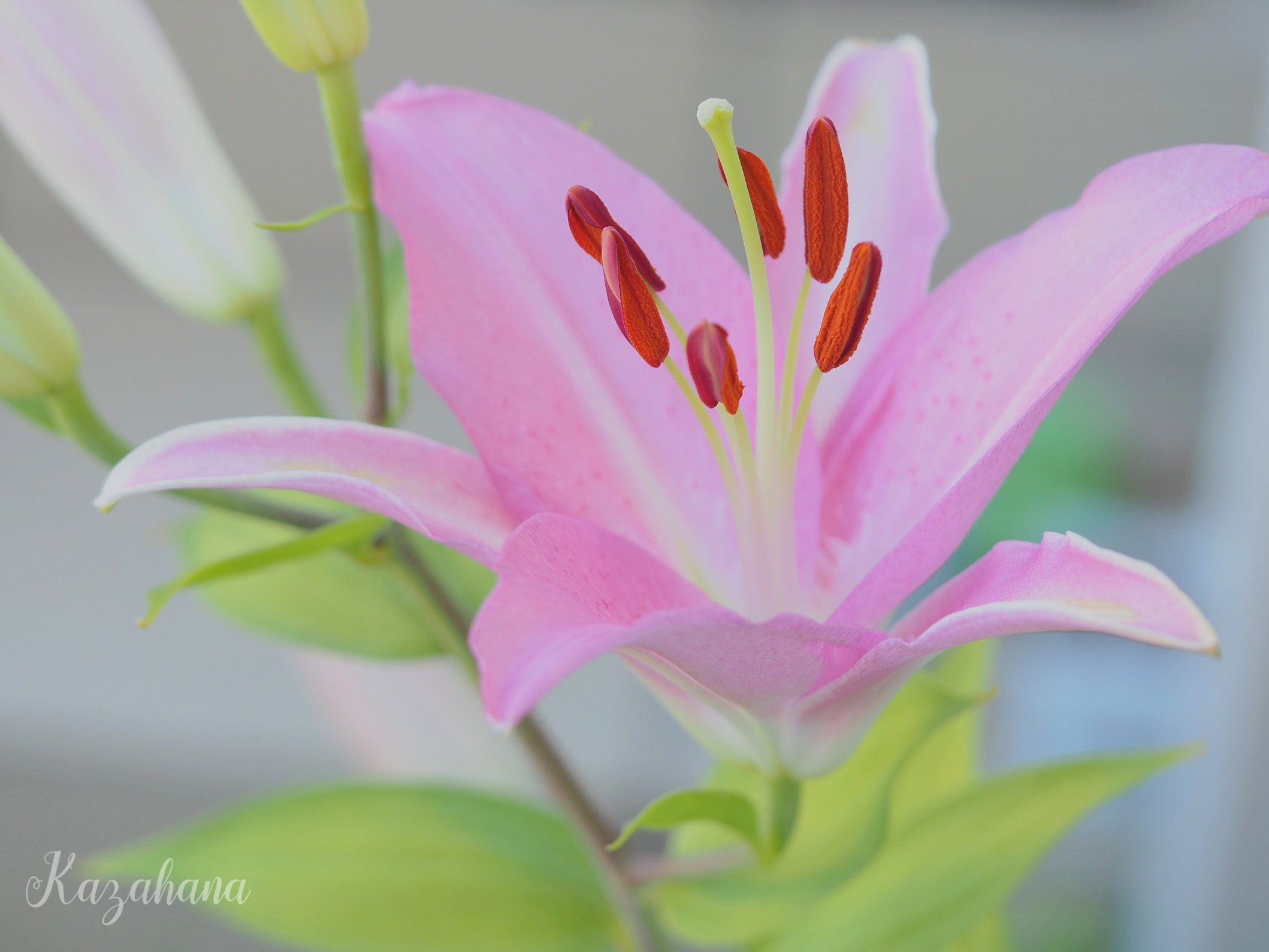風花 ピンク色のカサブランカ ﾟ ファインダー越しの私の世界ᅠ T Co 8ohyuwminz Twitter
