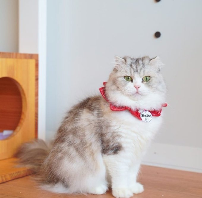 いながき動物病院のtwitterイラスト検索結果