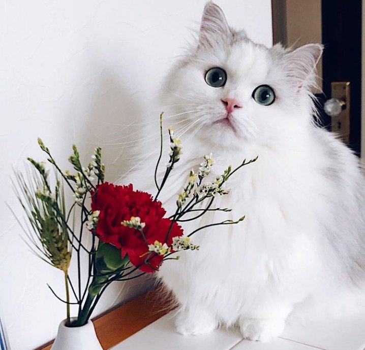 🐱 tweet media