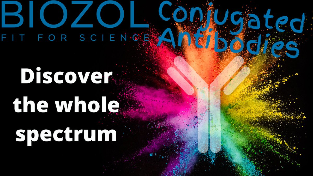 MORE THAN 130000 CONJUGATED ANTIBODIES AVAILABLE! Our partner @Biossusa is a leading developer and manufacturer of antibodies. Outstanding quality meets a wide range of different conjugates. Click: hubs.li/H0SDVHB0 #antibodies #conjugation #fluorochromes