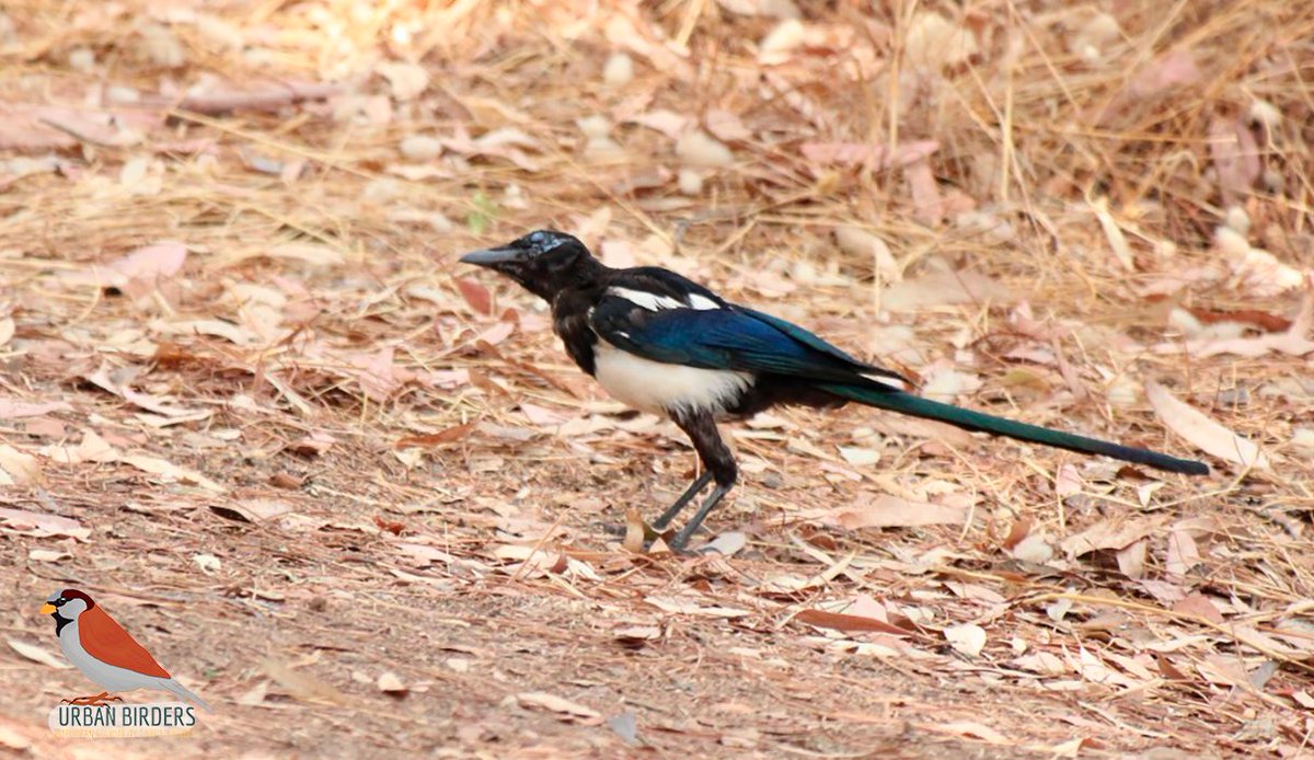 ¡Buenos días birders!

Hoy para el juego de identificación tenemos una ave muy inteligente que solemos ver a menudo en algunos parques urbanos.

¿Sabéis qué especie es? Os leemos👀