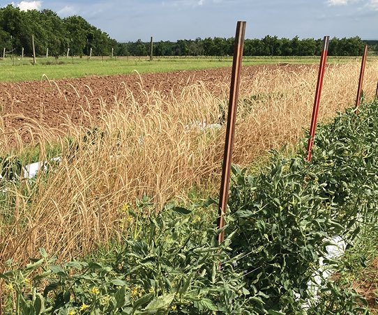 Fruit and Vegetable Field Day - MONDAY, Aug 9 at Perkins. Contact: Bizhen Hu, 405-744-5770 for info!