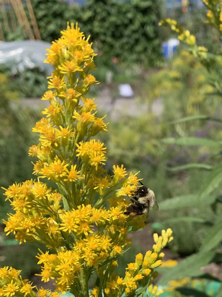 Glorious Goldenrods!
Common Eastern Bumble Bee (Bombus impatiens) foraging on Goldenrod (Solidago canadensis) at Astoria Urban Farm on the unceded lands of the xʷməθkʷəy̓əm (Musqueam), Səl̓ílwətaʔ (Tsleil-Waututh) and Skwxwú7mesh (Squamish) Nations of the Coast Salish peoples.