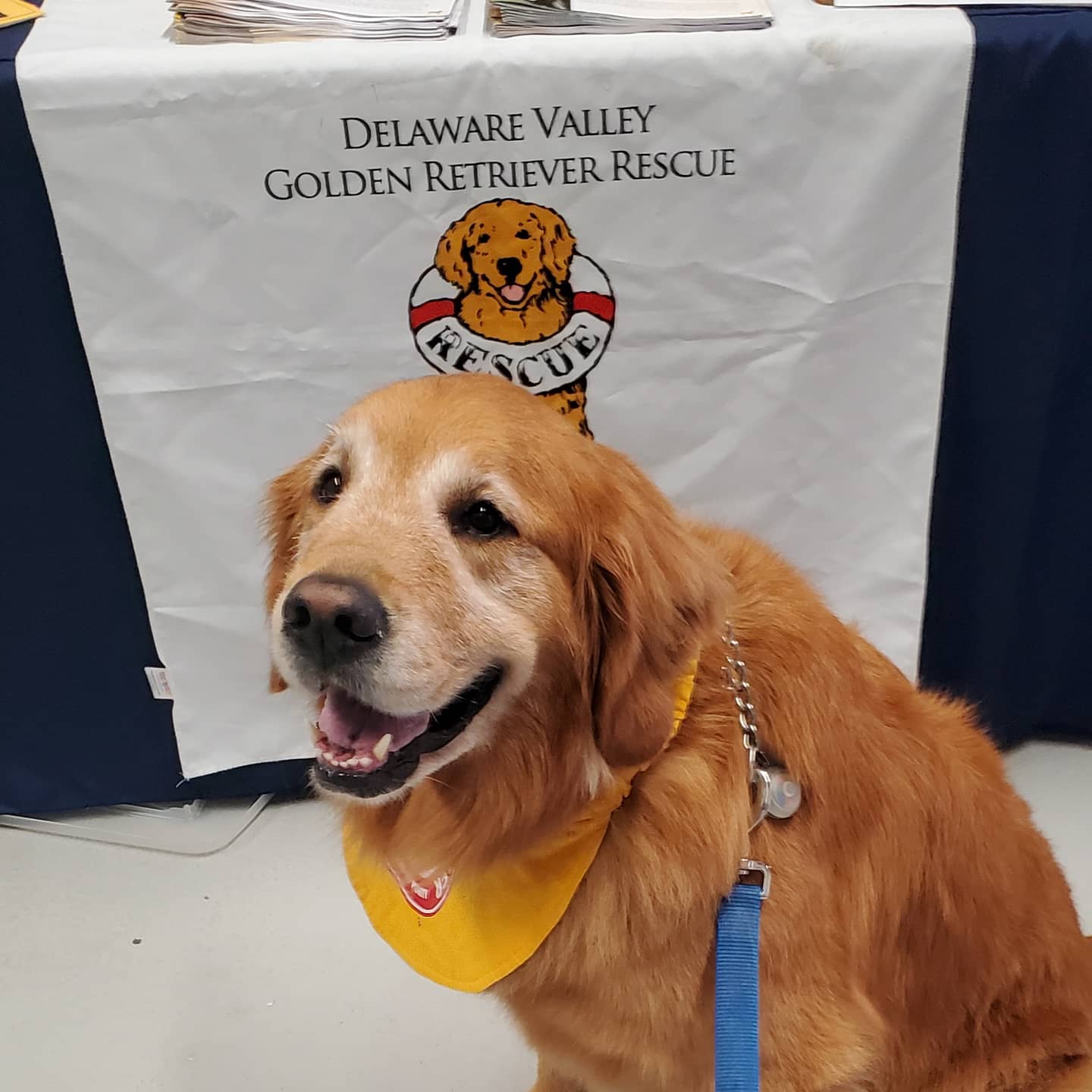north star animal hospital nj