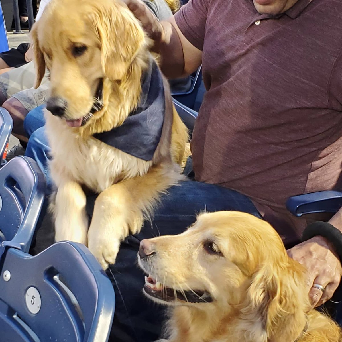 BatdogRookie's tweet photo. Tomorrow Night is very special @TrentonThunder, it's our first  "TAIL WAGGING THURSDAY"! Fans can bring their dogs to the game, we will be giving out DASH Cards. There will be tables on the concourse, including @DVGRREVENTS, @NorthStarVETS, @GreenLeafPups, @HorizonBCBSNJ &amp; NVH. https://t.co/4dVHDvM75A