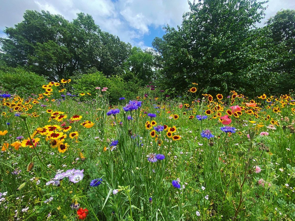 🌸Wildflowers🌸 #wildflowers #flowers #photography #Virginia #norfolkbotanicalgardens