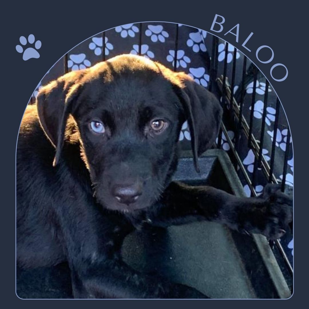 LGAnimalRescue's tweet photo. Foster or Adopter Needed! This sweet puppy was rescued with a litter of 8 total Black Lab mix pups. He loves to snuggle and looking for a forever home. #adoptdontshop #lgar #rescue #fosterssavelives
https://t.co/NIby3DntOW https://t.co/iJjOiuJHlk