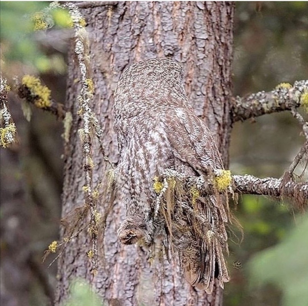 Hermoso ejemplar de Strix nebulosa, conocido como el Gran Búho Gris 😍
Créditos: Alan Murphy Photography