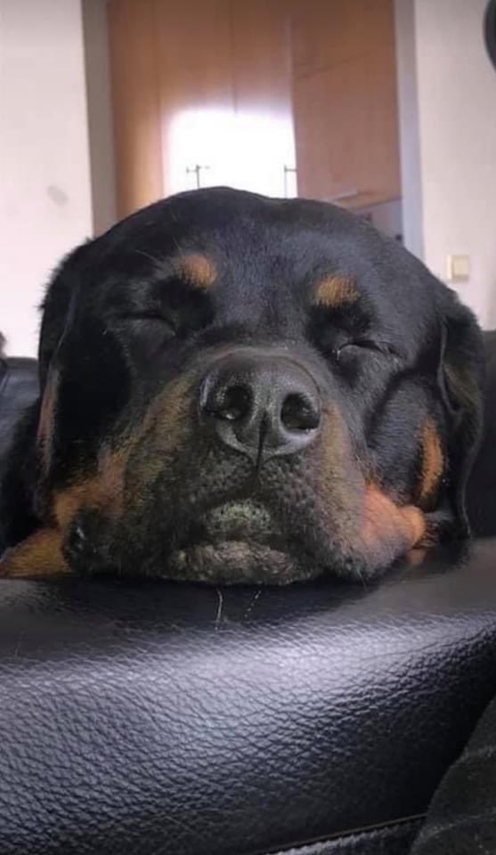 TÝNDUR ROTTWEILER Í MIÐBÆNUM! Katla er búin að vera týnd í um klukkutíma. Týndist frá Hverfisgötu 67. Katla er mjög lasin, hún er sykursjúk og fékk hjartatilfelli á mánudaginn og því mikilvægt að hún finnist sem fyrst. Hún er mjög grönn. Hafið augun opin og deilið sem víðast!