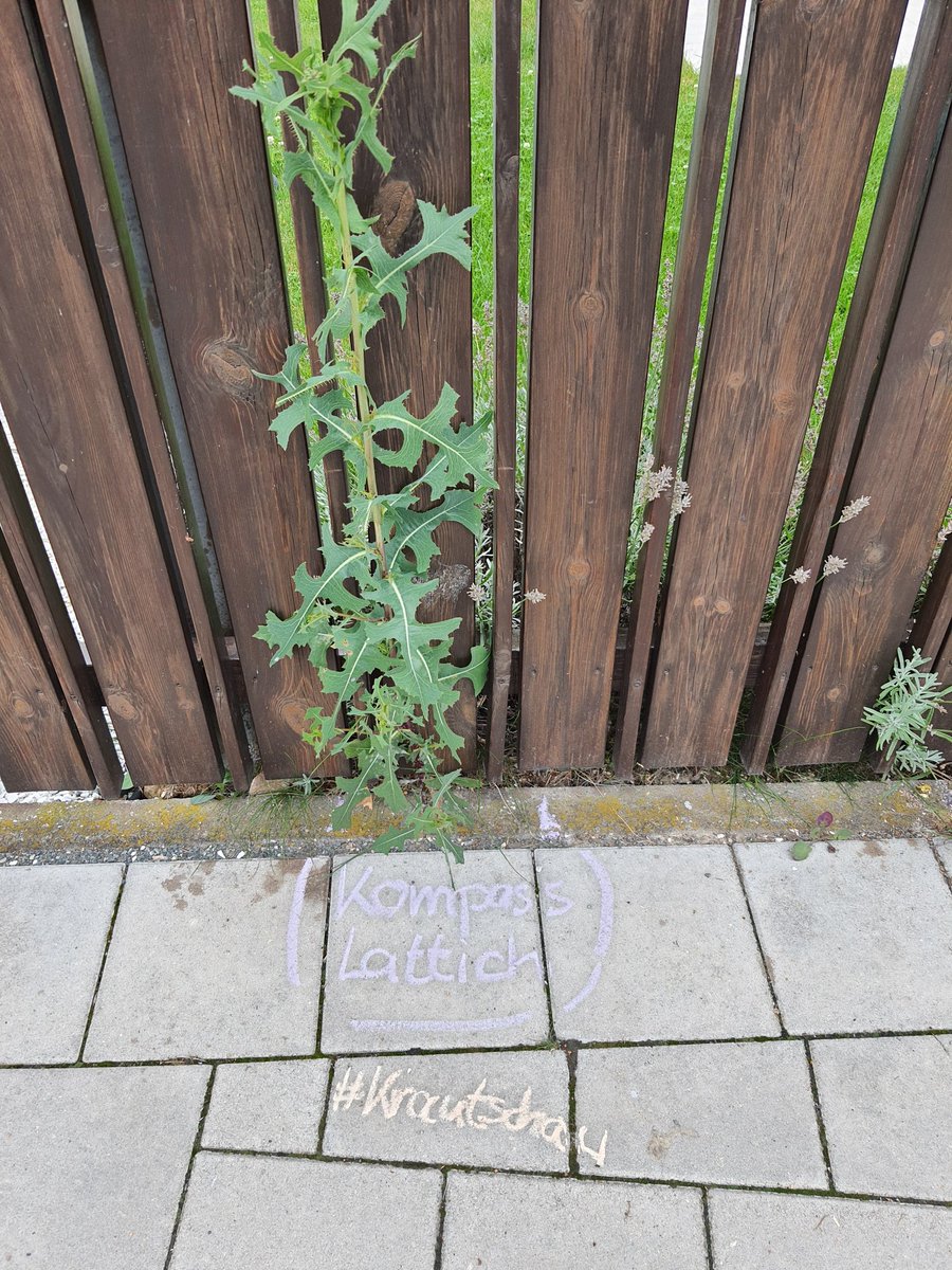 #Krautschau