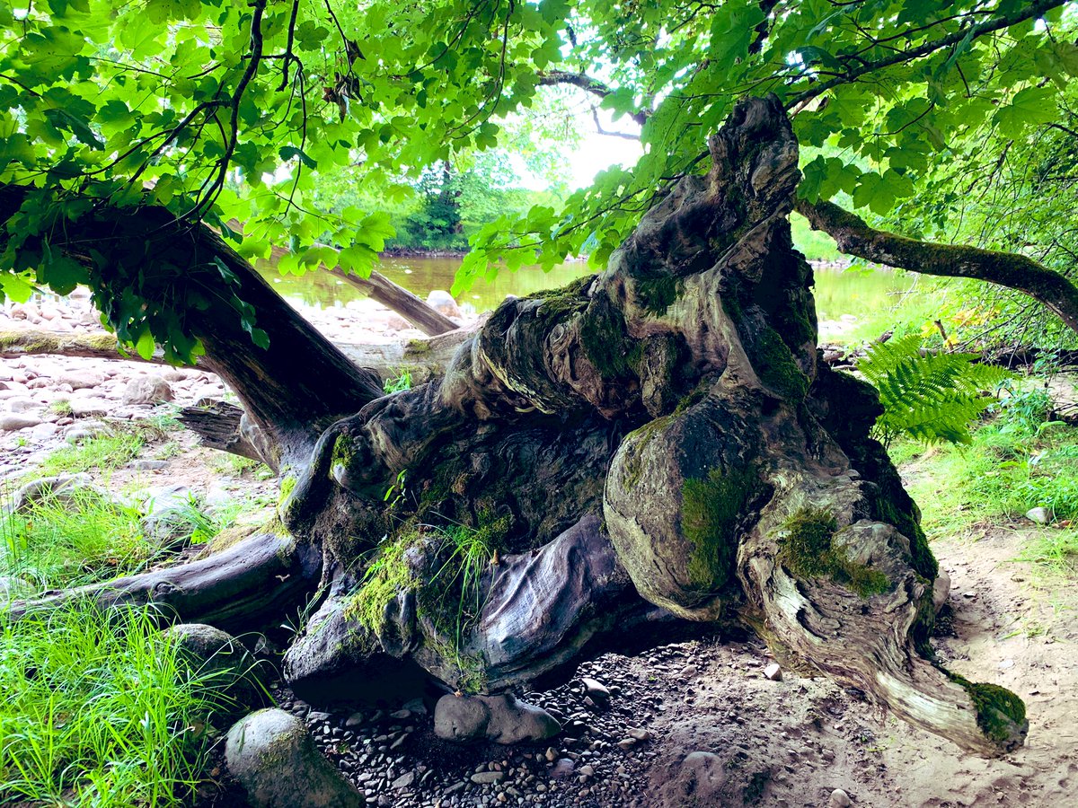 ktmcnl's tweet photo. Pool for today
Pool for tomorrow
Tree for the ages. #RoyBridge https://t.co/rcOszNXdj7