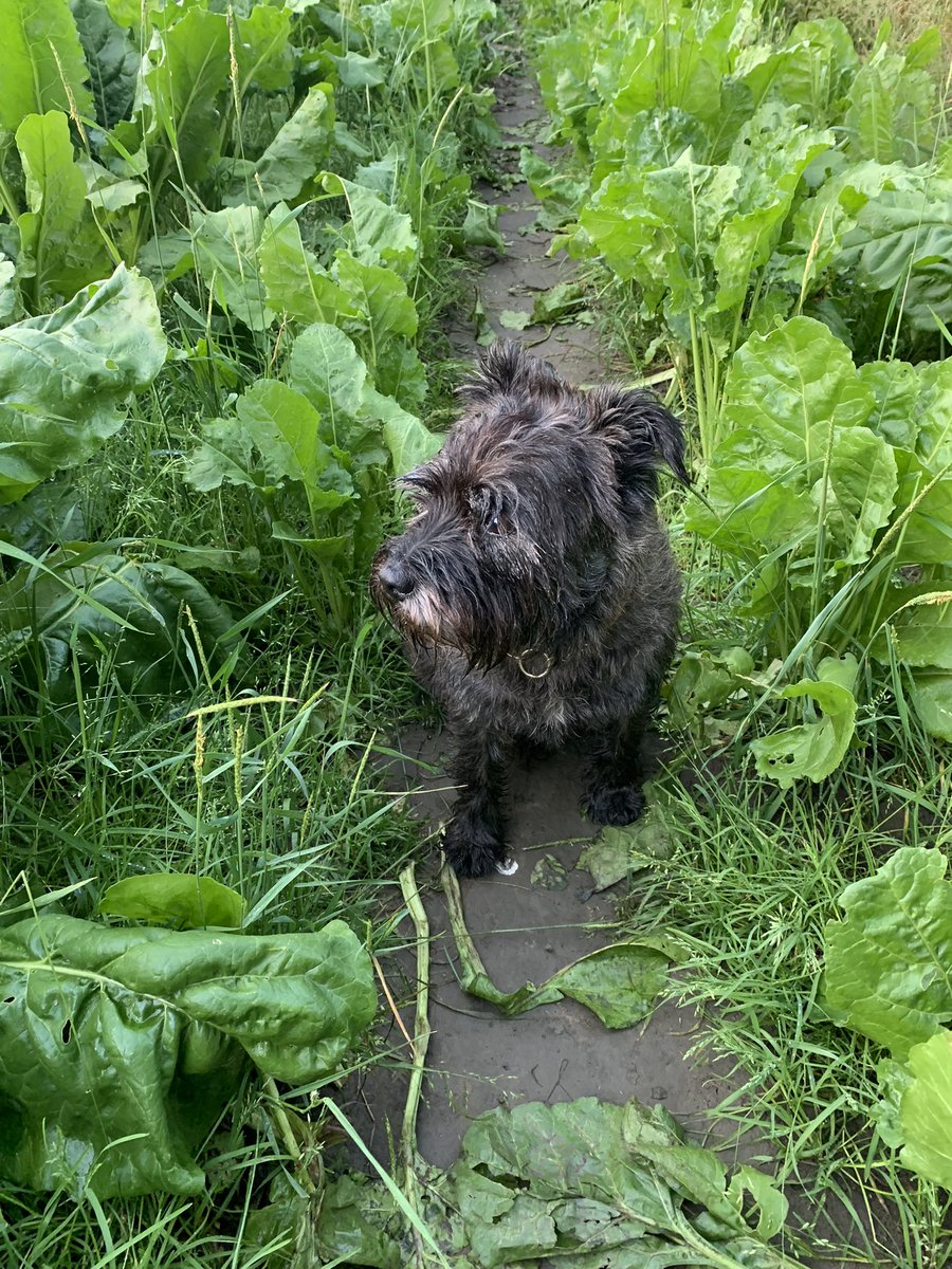 #NursesActive #DoggyWalkies