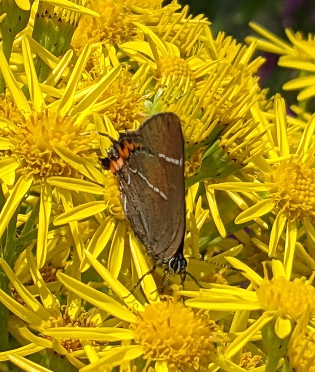 Is this a White letter hairstreak? #butterfly #hairstreak #barnoldswick @sgwarnog