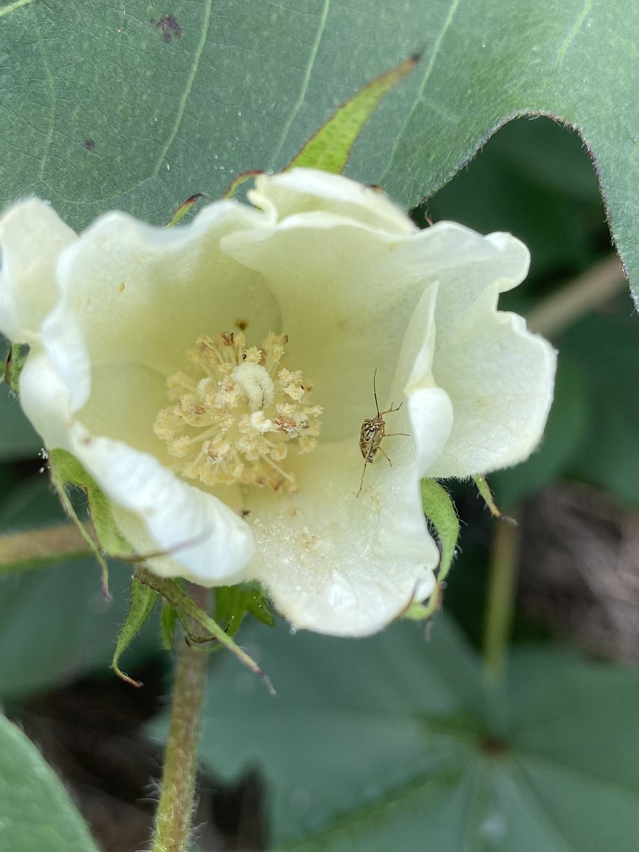 Finding plenty of brown stink bugs and plant bugs in TN Valley. Good time for products that cover the bug complex. #ALcrops