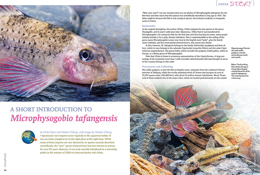 AmazonasMag's tweet photo. #AMAZONASmagazine #InsideLook: Drake Shaw and Nathan Chiang report on #Microphysogobio #tafangensis (a #gudgeon). It has been known to #science for over 85 years, however, it was only recently introduced to a marveling public in the autumn of 2020. #gudgeons #notagoby #aquariums https://t.co/KBOe08vgjn
