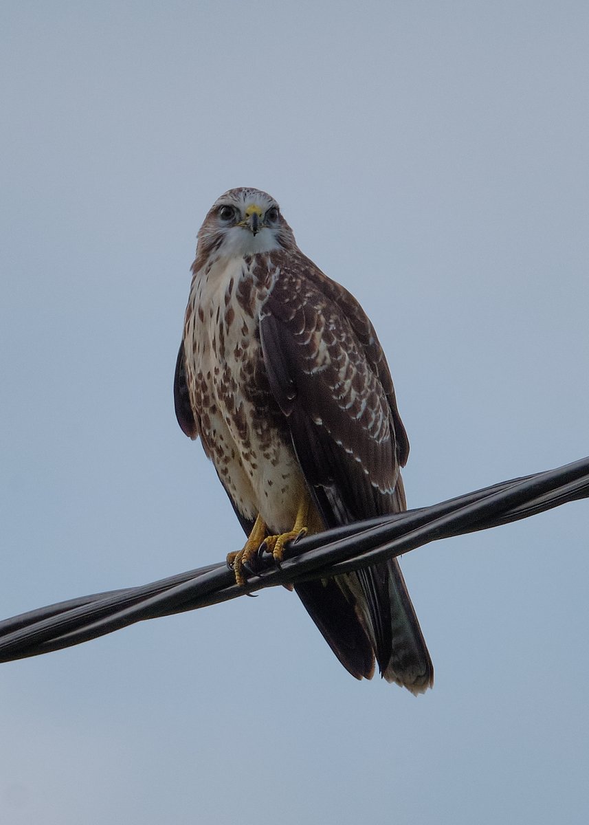 ๐ฑ๐๐ ๐ฉ๐๐๐๐๐ (@exesmokehouse) on Twitter photo A majestic buzzard seeking prey from a lofty perch. #BirdsOfPrey #buzzard #BirdsSeenIn2021 <a href="/ThePhotoHour/">#ThePhotoHour</a> <a href="/Natures_Voice/">RSPB</a> <a href="/WildlifeTrusts/">The Wildlife Trusts</a> <a href="/wildeastdevon/">Wild East Devon</a> #TwitterNatureCommunity #birdphotography <a href="/RSPBbirders/">RSPB Birders</a> @EastDevonAONB @LensAreLive <a href="/WMNFarming/">WMN Farming</a> #NaturePhotography #birdsoftwitter A majestic buzzard seeking prey from a lofty perch. #BirdsOfPrey #buzzard #BirdsSeenIn2021 <a href="/ThePhotoHour/">#ThePhotoHour</a> <a href="/Natures_Voice/">RSPB</a> <a href="/WildlifeTrusts/">The Wildlife Trusts</a> <a href="/wildeastdevon/">Wild East Devon</a> #TwitterNatureCommunity #birdphotography <a href="/RSPBbirders/">RSPB Birders</a> @EastDevonAONB @LensAreLive <a href="/WMNFarming/">WMN Farming</a> #NaturePhotography #birdsoftwitter