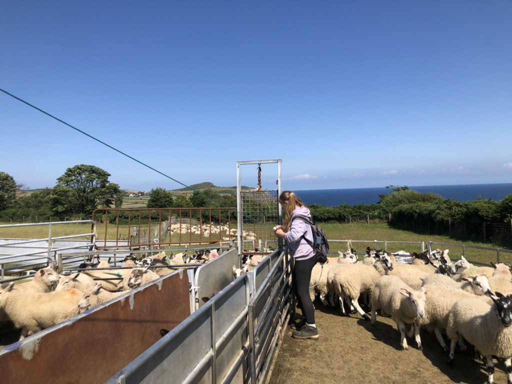 Tomorrow is #Farm24. A day to promote great food and great farming. 
Here’s today’s jobs..all go preparing feed for winter and weaning+ weighing lambs. 
#FeedingTheNation #SustainableProduction #BuyLocal #EatLocal #FoodArmy #SupplyChain #EatFarmNow #LoveLamb