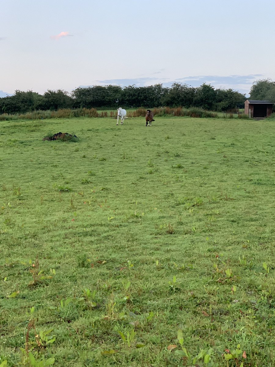 #NursesActive #runningfortea #greedyhorses #poopicking