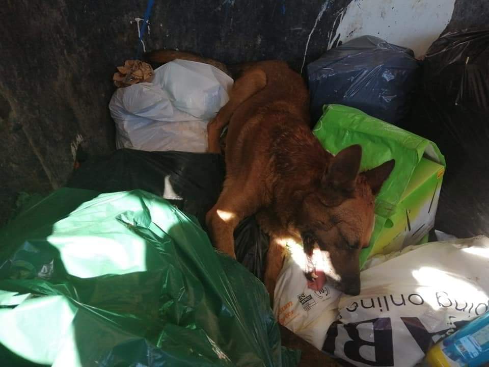 AsociacionADAT's tweet photo. NOS PIDEN AYUDA EN DIFUSIÓN. 

DE NUEVO UN CASO DE TOTAL BARBARIE CONTRA LOS ANIMALES.
PERRO GOLPEADO O ATROPELLADO ARROJADO VIVO A UN CONTENEDOR DE BASURA.
#MONTSERRAT ( #VALENCIA ).
SE SOLICITA A QUIEN PUEDA TENER INFORMACIÓN DEL AUTOR O AUTORES LO PONGA EN CONOCIMIENTO... https://t.co/uttSb0fTs5